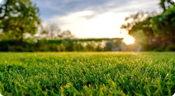 Artificial Green Grass Cleaning